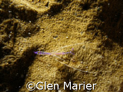 Clear shrimp, Cayman Islands, Grand Cayman, Olympus SP-35... by Glen Marier 